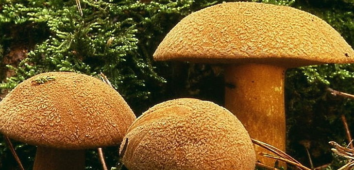 Mushroom mushroom: descriptions and precautions during "quiet hunting"