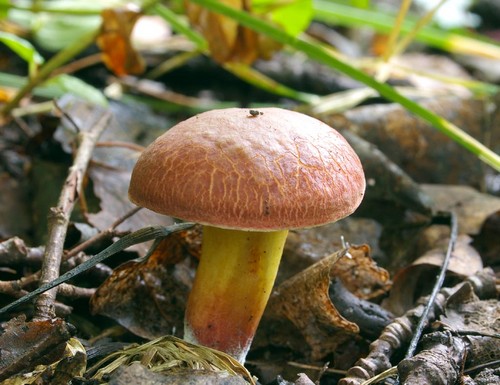Mushroom mushroom: descriptions and precautions during "quiet hunting"