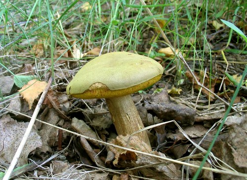Mushroom mushroom: descriptions and precautions during "quiet hunting"