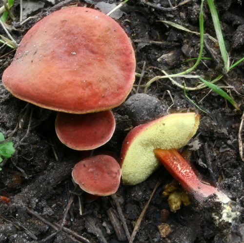 Mushroom mushroom: descriptions and precautions during "quiet hunting"