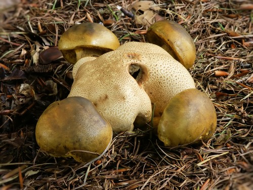 Mushroom mushroom: descriptions and precautions during "quiet hunting"