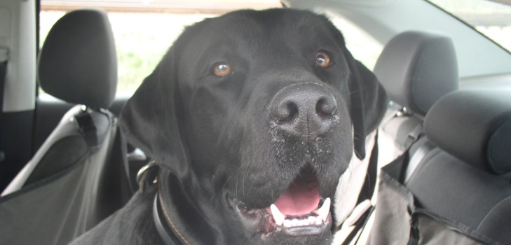 We go to Crimea by car with a dog