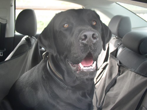 We go to Crimea by car with a dog