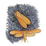 On the warpath: how to deal with moths On the warpath: how to deal with moths