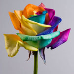 Unusual flowers - iridescent roses Unusual flowers - iridescent roses