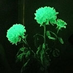 Unusual flowers - glowing flowers