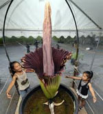 Unusual flowers - amorphofallus