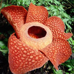 Unusual flowers - rafflesia