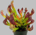 Unusual flowers - sarracenia