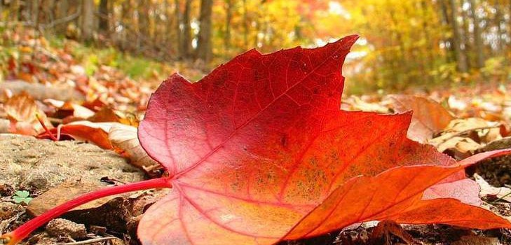 Songs and poems for the Autumn Ball for schoolchildren - the best, modern, beautiful and short