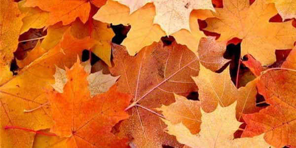Songs and poems for the Autumn Ball for schoolchildren - the best, modern, beautiful and short
