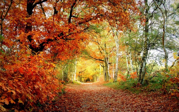Songs about autumn for elementary school, kindergarten and adolescents