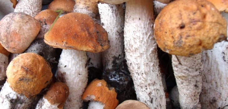 Podisinovik: description of the fungus with a photo Podisinovik: description of the fungus with a photo