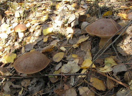 Podisinovik: description of the fungus with a photo Podisinovik: description of the fungus with a photo