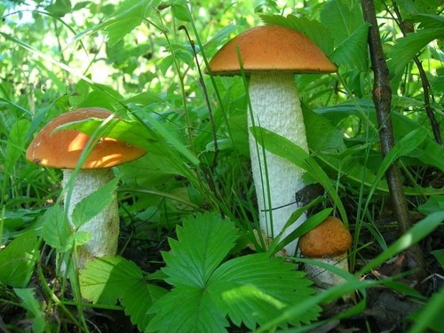 Podisinovik: description of the fungus with a photo Podisinovik: description of the fungus with a photo