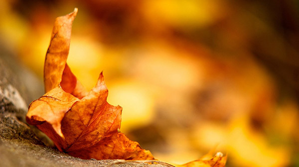 What will the weather be like in Moscow and the Moscow Region in October 2017?