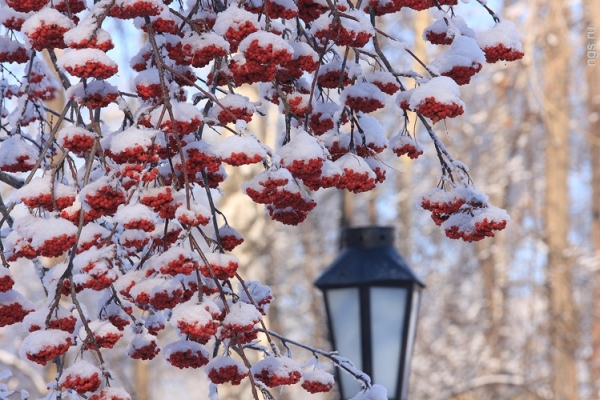 Weather in St. Petersburg for December 2016 and New Year - accurate forecast from the Hydrometeorological Center for St. Petersburg and the Leningrad Region