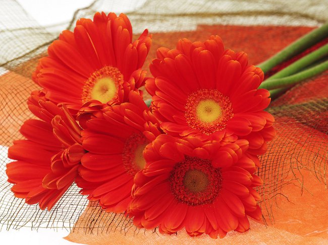 Congratulations on March 8 in verse Congratulations on March 8 in verse