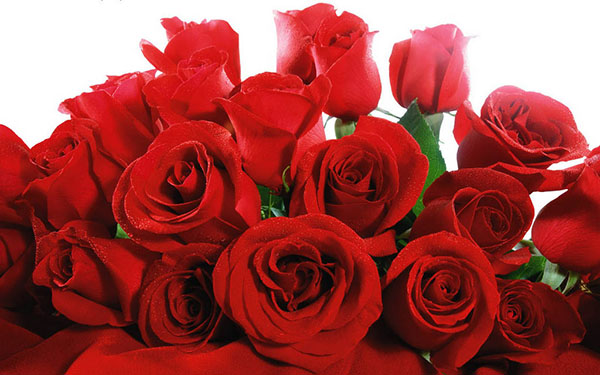 Congratulations on the Day of All Lovers in 2017 in verse and prose