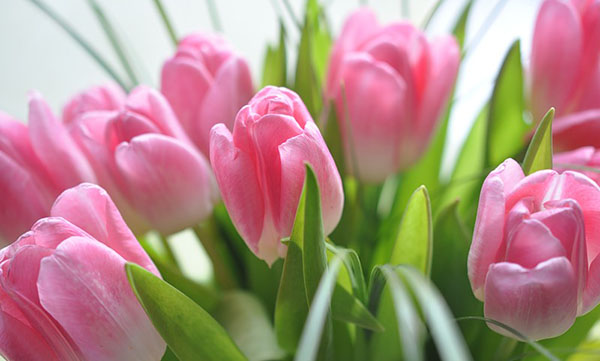 Beautiful wishes for 8 March to women