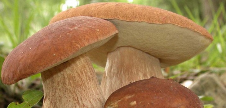 Edible fungi: classification and precautions