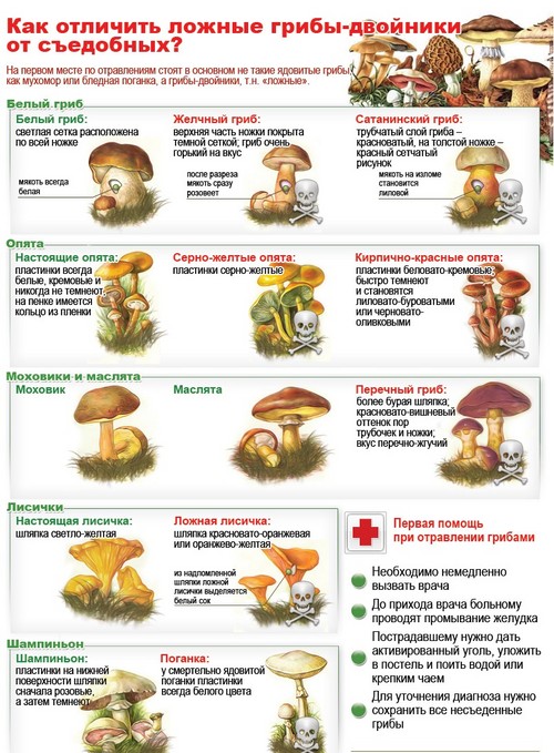 Edible fungi: classification and precautions