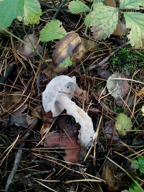 Edible fungi: classification and precautions