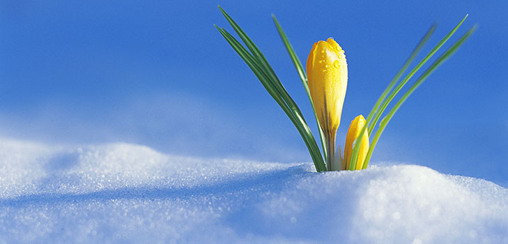Composition on the theme of Spring