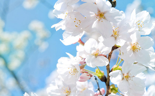 Composition on the theme of Spring