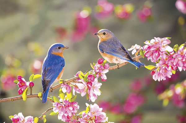 Composition on the theme of Spring