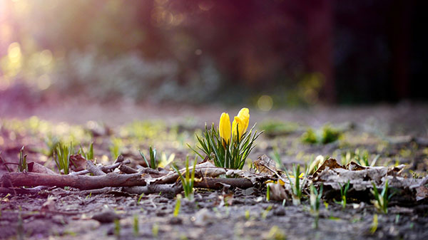 Composition on the theme of Spring