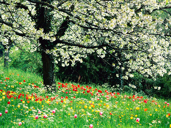 Composition on the theme of Spring