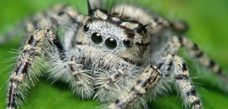 big spider