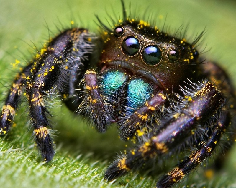 goggle-eyed spider