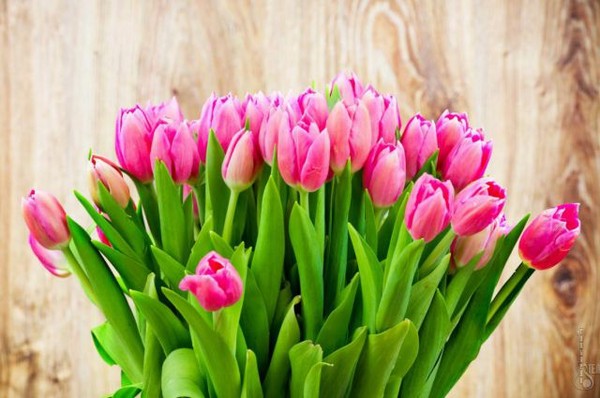 The most touching and beautiful poems on March 8, beloved women
