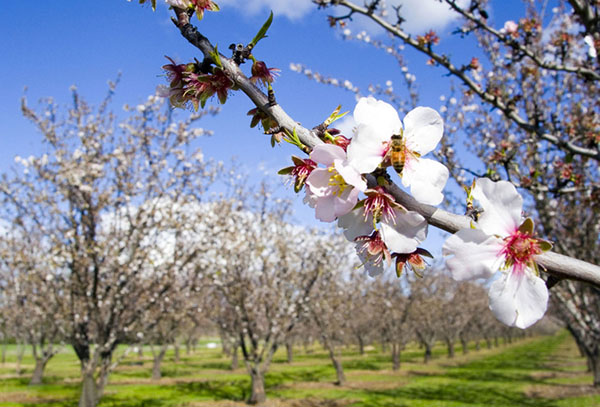 Poems about the spring of Russian poets