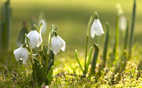 Poems about the spring of Russian poets