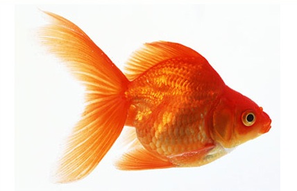 gold fish