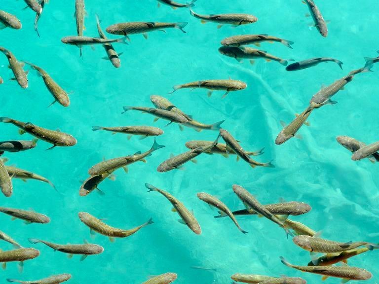 school of fish