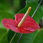 Anthurium care at home: what if anthurium turns yellow?