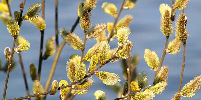 Palm Sunday: what to do