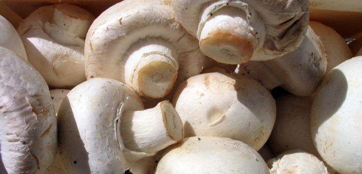 Growing champignons in the home