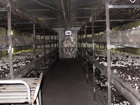 Growing champignons in the home