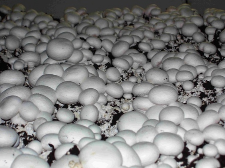 Growing champignons in the home