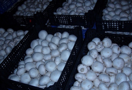Growing champignons in the home