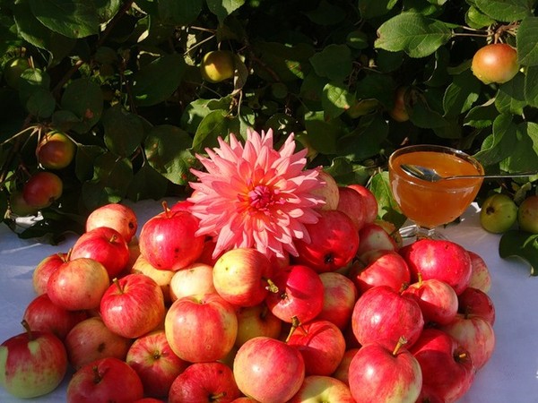 Apple Spas 2016 - the history of the holiday, traditions, rituals, conspiracies, prayers, signs. Congratulations with Apple Spas-2016 in verse and prose - short SMS, funny cards