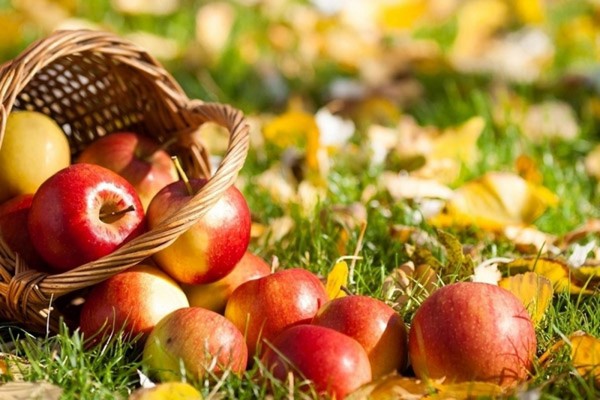 Apple Savior, congratulations for SMS, short, funny. Congratulations with the Apple Savior in verse and prose