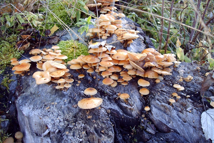 Poisonous mushrooms: false honey agarics, photo