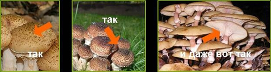 Poisonous mushrooms: false honey agarics, photo