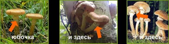 Poisonous mushrooms: false honey agarics, photo